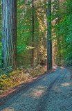 Redwood Road