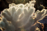 Cylindropuntia fulgida