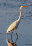 Great Egret (Ardea alba)