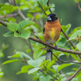 American Robin Variation