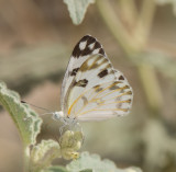 2. Pontia glauconome (Klug, 1829) - Desert White