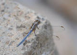 6. Orthetrum chrysostigma (Burmeister, 1839) - Epaulet Skimmer
