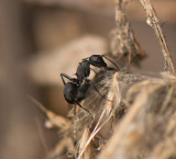 13. Polyrhachis lacteipennis (Smith, 1858)