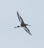 4. Black-tailed Godwit - Limosa limosa