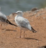 1. Slender-billed Gull - Chroicocephalus genei