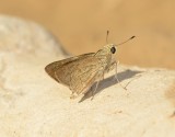 2. Gegenes nostrodamus - Mediterranean Skipper