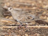 2. European Turtle Dove - Streptopelia turtur