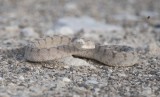 1. Oman Saw-scaled Viper - Echis omanensis