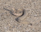 1. Oman Saw-scaled Viper - Echis omanensis