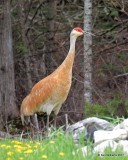 Sandhill Crane, Brevort, MI, 5-19-17, Jda_49504.jpg