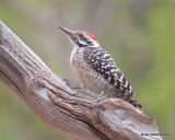 Ladder-backed Woodpecker male, Ash Canyon, Sierra Vista, AZ, 4-1-17, Jda_43090.jpg