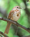 Song Sparrow - Southwest variety, Gilbert Water Ranch, Phoenix, AZ, 3-29-17, Jda_40727.jpg