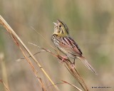 Henslows Sparrow, Osage Co, OK, 4-23-17, Jda_05013.jpg