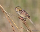 Henslows Sparrow, Osage Co, OK, 4-23-17, Jda_05018.jpg