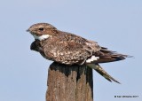 Common Nighthawk, Tall Grass Prairie, Osage Co, OK, 5-25-17, Jda_11523.jpg