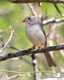 Field Sparrow, Nowata Co, OK, 4-6-17, Jda_03145.jpg