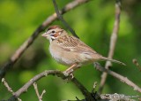 Lark Sparrow, Oxley Nature Center, Tulsa Co, OK, 5-6-17, Jda_08433.jpg