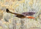 Red-tailed Hawk Western light adult, Eagle Nest, NM, 9-24-17, Jda_14181.jpg
