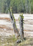 Lichens on Stump Yellowstone NP, WY, 9-17-17, Jda_50524.jpg