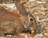 Eastern Cottontail Rabbit, Rogers Co yard, OK, 9-5-17, Jda_13766.jpg