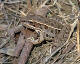 Leopard Frog, Chouteau PHA, Wagoner Co. OK, 10-6-17, Jda_15080.jpg