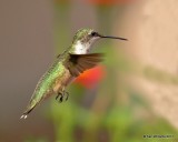 Ruby-throated Hummingbird female, Rogers Co yard, OK, 9-5-17, Jda_13803.jpg