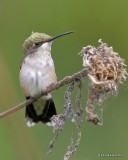 Ruby-throated Hummingbird female, Rogers Co yard, OK, 9-5-17, Jda_13836.jpg