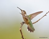 Ruby-throated Hummingbird immature male, Rogers Co yard, OK, 9-5-17, Jda_13465.jpg