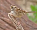 White-throated Sparrow, Rogers Co yard, OK, 11-12-17, Jda_15833.jpg