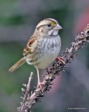 White-throated Sparrow, Rogers Co yard, OK, 11-12-17, Jda_15847.jpg