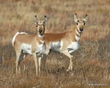 Pronghorn Antelope does, Cimarron Co, OK, 11-29-17, Jda_54689.jpg