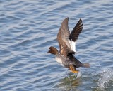 Common Goldeneye - female, Kay Co, OK, 12-21-17, Jda_16976.jpg