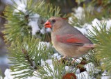 Northern Cardinal female, Rogers Co yard, OK, 12-24-17, Jda_17545.jpg