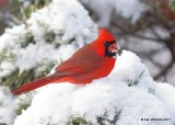 Northern Cardinal male, Rogers Co yard, OK, 12-23-17, Jdaw_17246.jpg