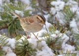 White-throated Sparrow, Rogers Co yard, OK, 12-24-17, Jda_17490.jpg