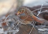 Fox Sparrow, Rogers Co yard, OK, 1-16-18, Jta_18556.jpg