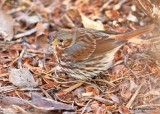 Fox Sparrow, Rogers Co yard, OK, 1-16-18, Jta_18592.jpg