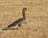 Greater White-fronted Goose, Kay Co, OK, 1-14-18, Jta_18409.jpg