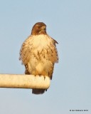 Red-tailed Hawk - Eastern, Osage Co, OK, 1-14-18, Jta_18510.jpg