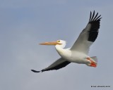 American White Pelican, Oklahoma Co, OK, 1-20-18, Jta_19865.jpg