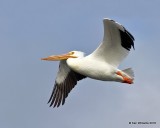 American White Pelican, Oklahoma Co, OK, 1-20-18, Jta_19866.jpg