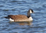 Canada Goose - Common, Oklahoma Co, OK, 1-20-18, Jta_20331.jpg