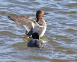 Green-winged Teal male, Oklahoma Co, OK, 1-20-18, Jta_20001.jpg