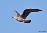 Herring Gull - 1st cycle , Oklahoma Co, OK, 1-20-18, Jta_20104.jpg