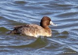 Lesser Scaup female, Oklahoma Co, OK, 1-20-18, Jta_20081.jpg