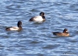 Lesser Scaup males left & female, Oklahoma Co, OK, 1-20-18, Jta_20215.jpg