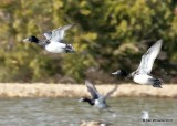 Lesser Scaup males, Pawnee Co, OK, 1-19-18, Jta_19265.jpg