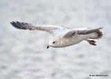 Ring-billed Gull 1st cycle, Oklahoma Co, OK, 1-20-18, Jta_19577.jpg