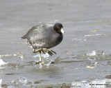 American Coot Kay Co, OK 1-19-18 Jta_19108.jpg