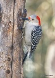 Red-bellied Woodpecker female, Rogers Co yard, OK, 1-18-18, Jta_18858.jpg